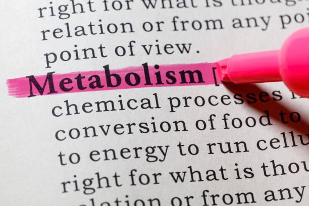Deciphering the Relationship Between HCG Diet and Metabolism